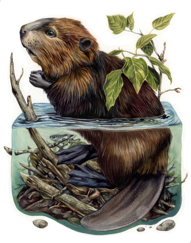 Beaver original