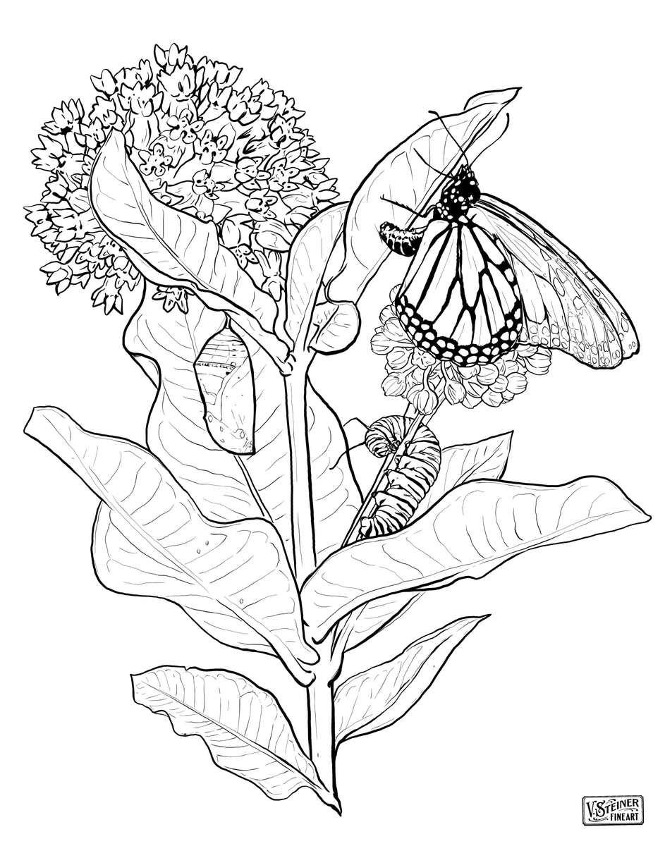Monarch Lifecycle Downloadable Coloring Page – vsteiner