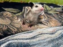 Load image into Gallery viewer, Halloween Apothecary Blanket/Tapestry