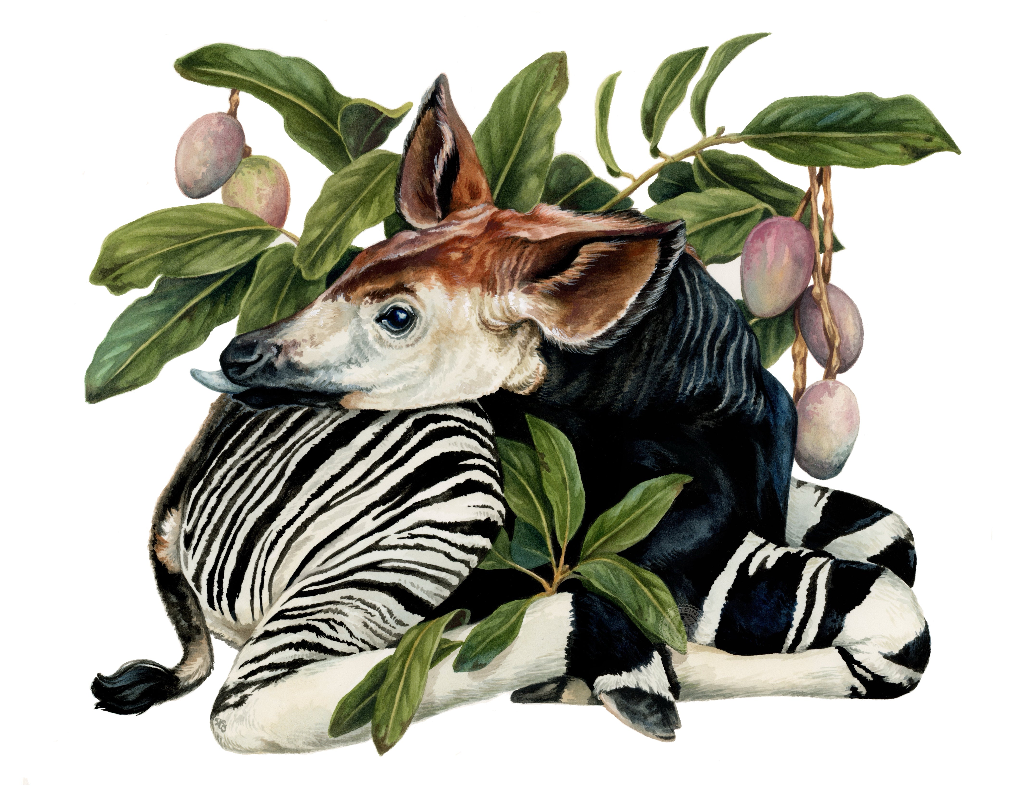 家具・インテリア okapi Okapi – vsteiner