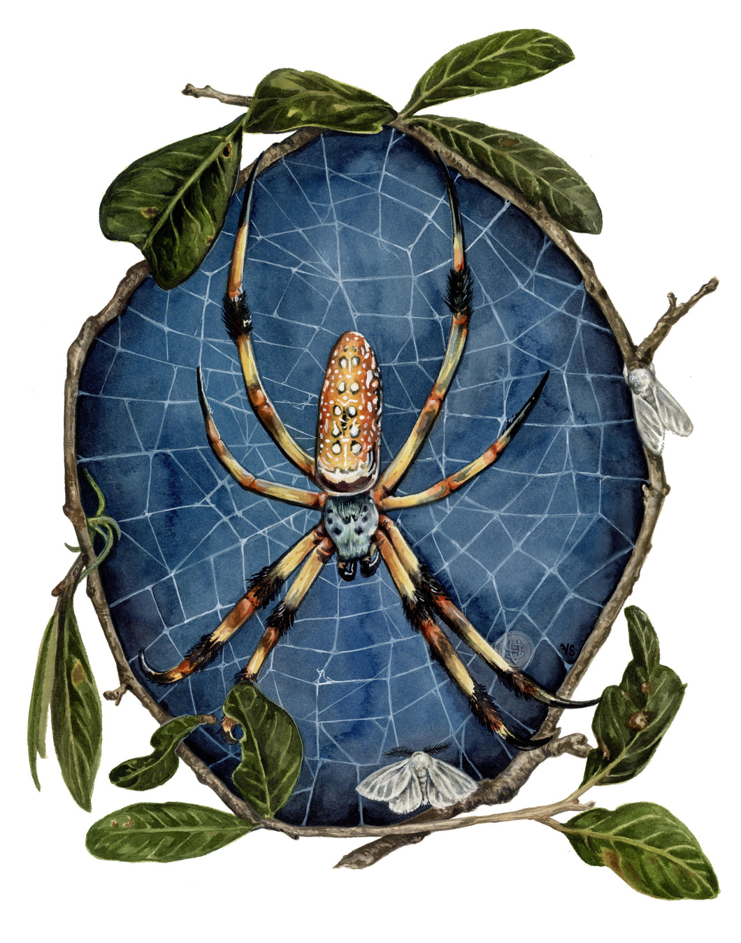 Banana Spider Original