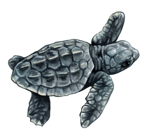 Baby Loggerhead 1 Original Watercolor