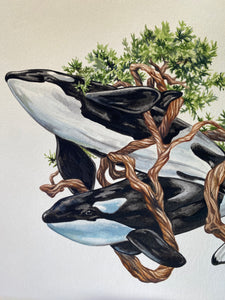Orca Original