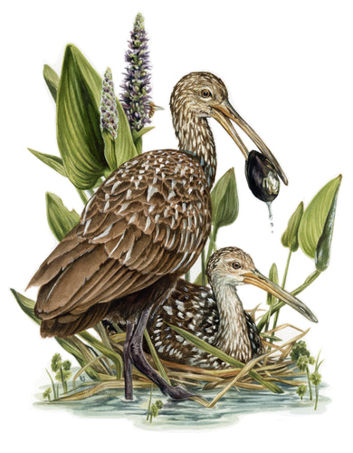 Limpkins