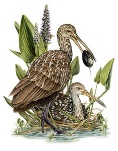 Limpkins