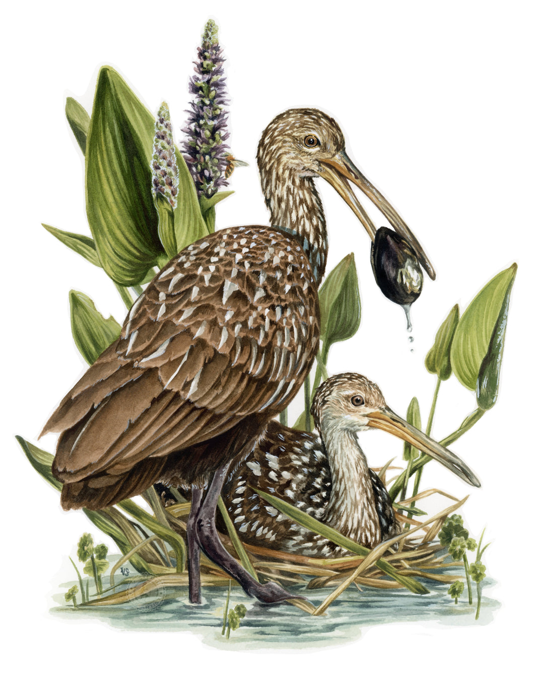 Limpkins