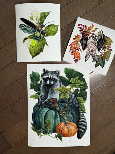 Raccoon odd set