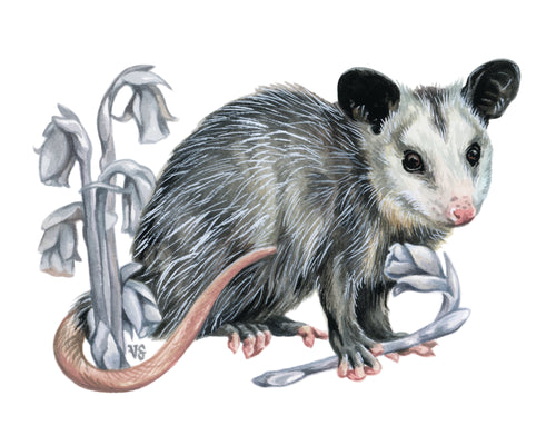 Baby Opossum + Ghost Pipe - mini