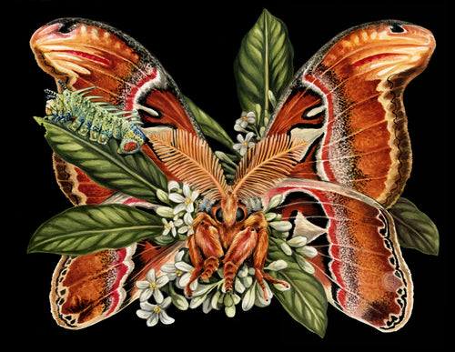 Atlas Moth + the Mango Tree