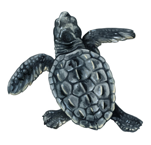 Baby Loggerhead 2 Original Watercolor