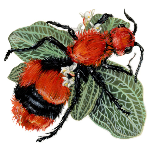 Velvet Ant + Jewel Orchid mini