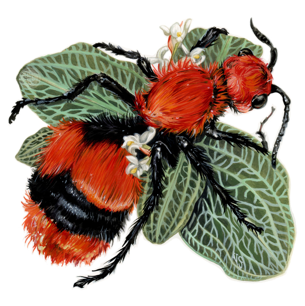 Velvet Ant + Jewel Orchid mini