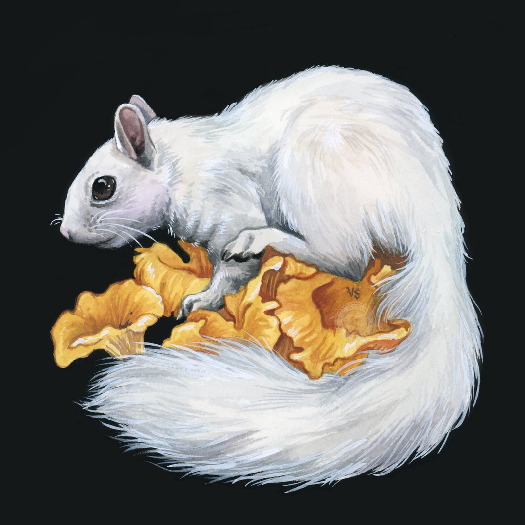 White Squirrel - square mini print