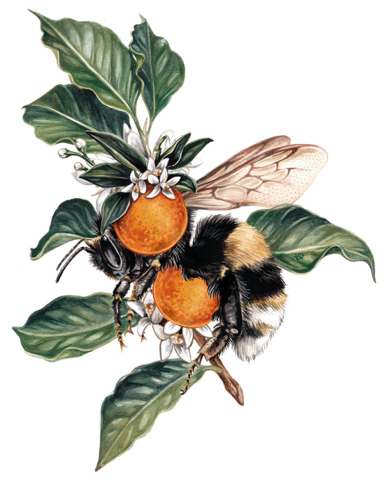 Oranges + Bee