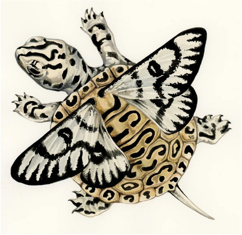 Terrapin original