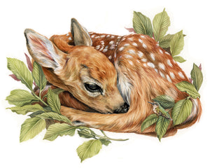 Fawn + Hummingbird