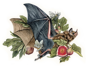 Short-tailed Fruit Bat