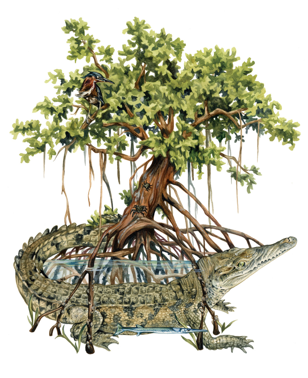 The Mangrove Tree