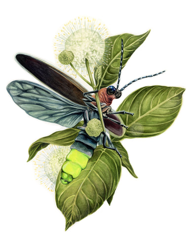 Firefly + Buttonbush