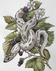 Hognose