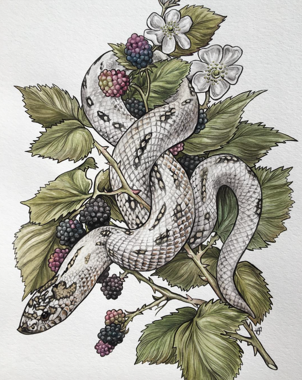 Hognose