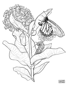Monarch Lifecycle Downloadable Coloring Page