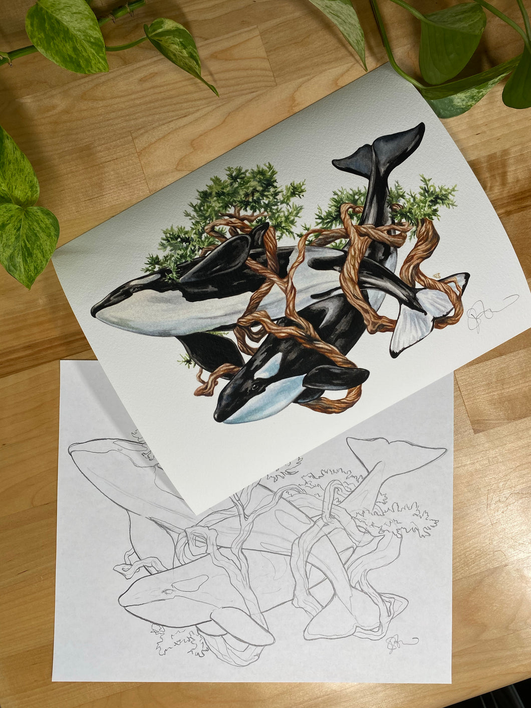 Orca original sketch and print
