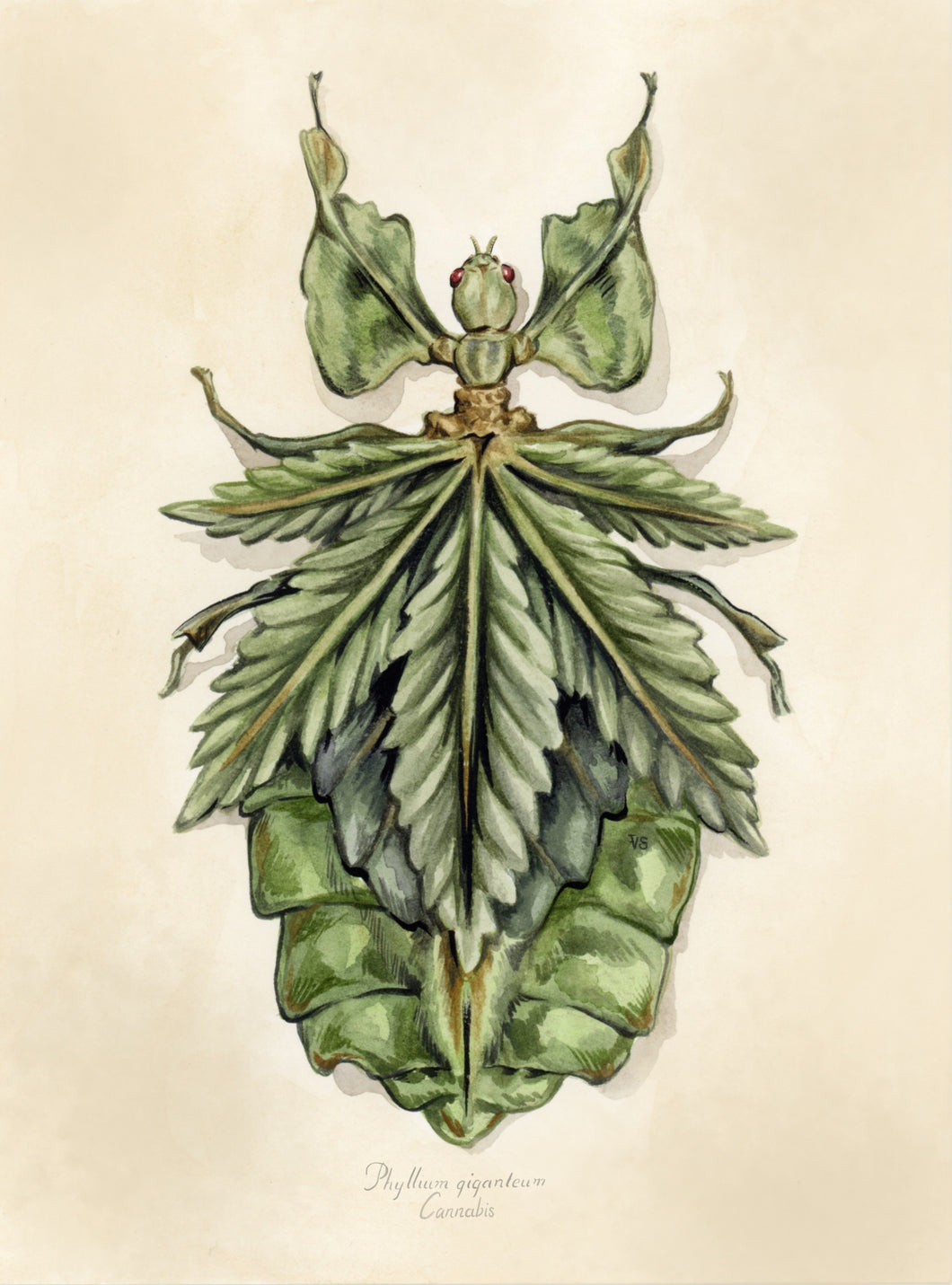 Cannabis Leaf Bug