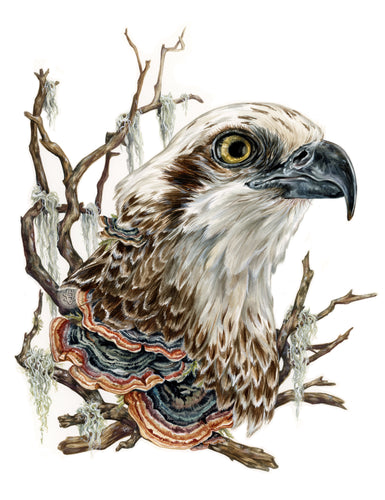 Osprey original