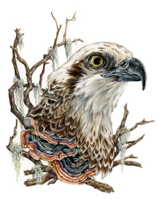 Osprey original