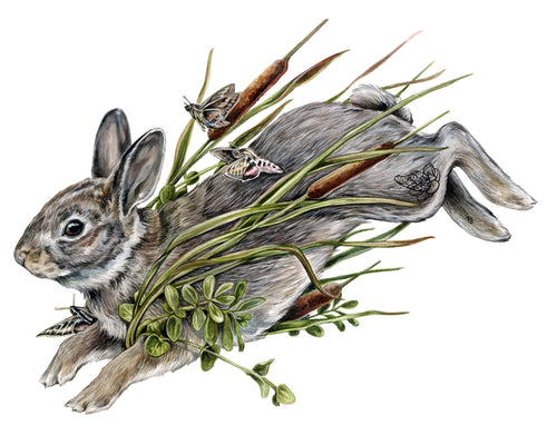 Marsh Hare + Hawk Moths Original