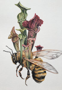 Bee + Pitcher plant