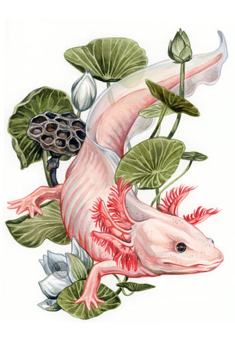 Axolotl + Lotus