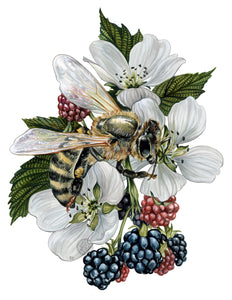 Wild Blackberries + Honeybee