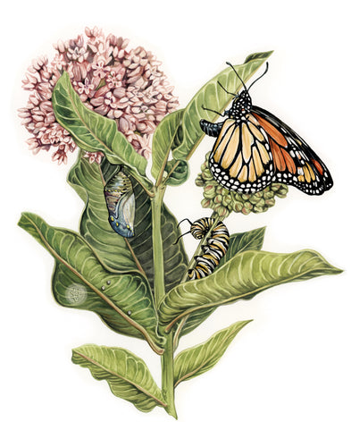 Monarch Lifecycle