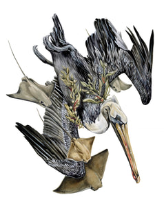 Pelican original