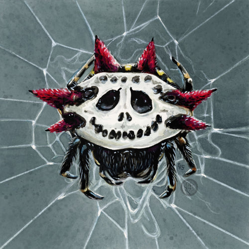 Orb Weaver original