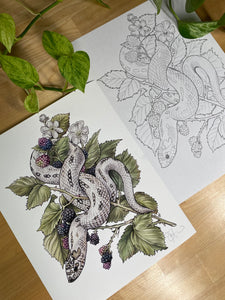 Hognose original sketch and print