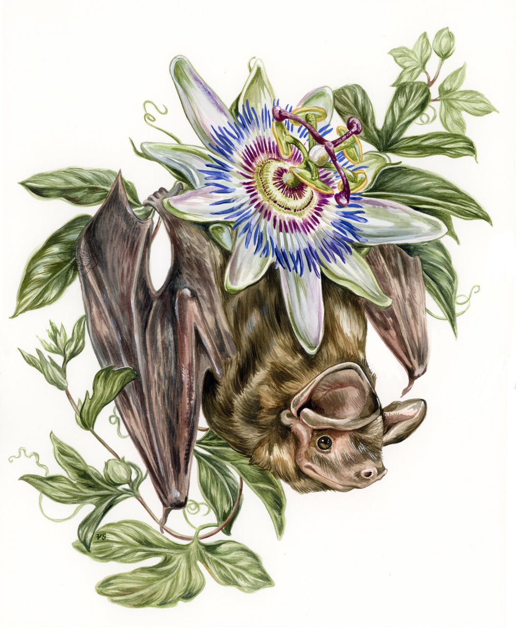 Bonneted Bat + Passion Flower