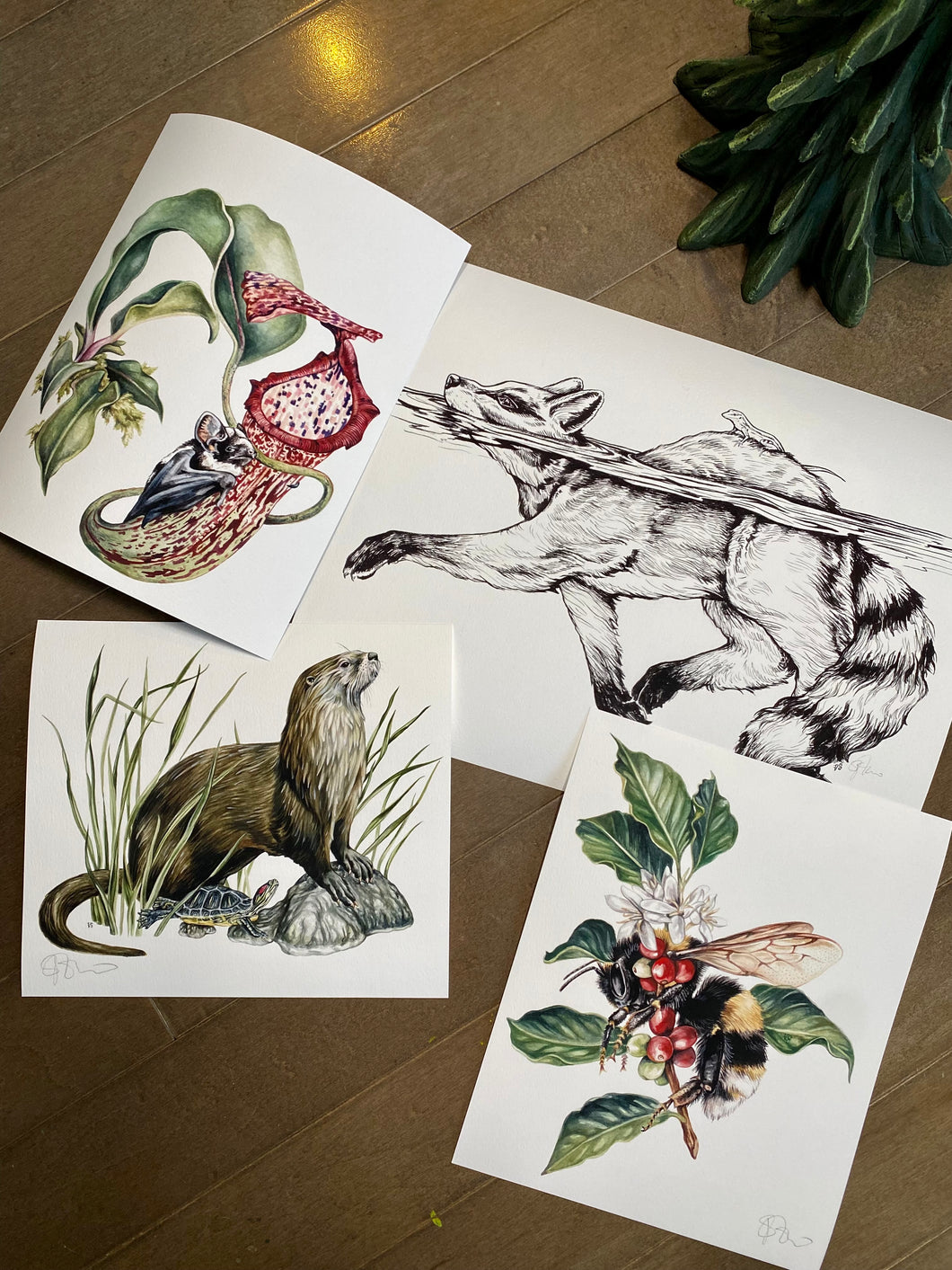 Raccoon odd set