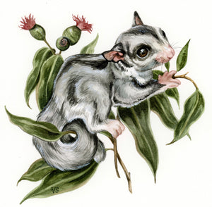 Sugar Glider (mini)