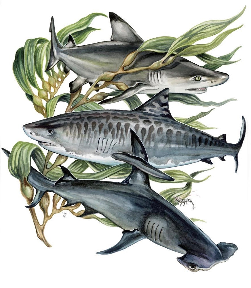 Gulf of Mexico Sharks