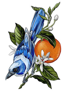 Scrub Jay original