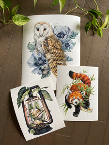 Odd sizes set - Barn owl