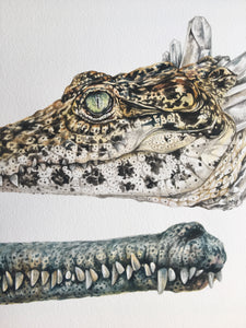 Gharial + Cuban Croc 10x20 giclee print