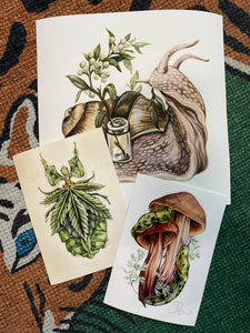 Insect odd set