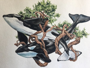 Orca