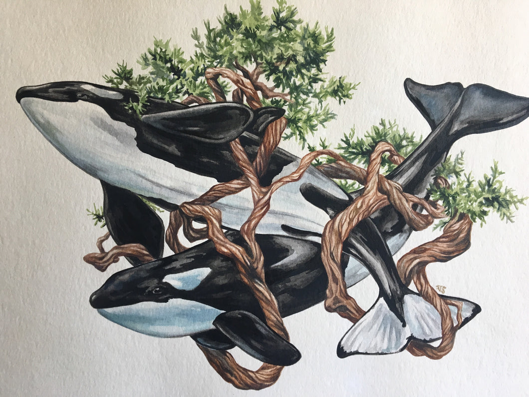 Orca