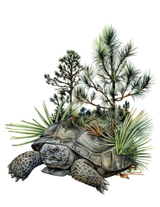 Original Gopher tortoise