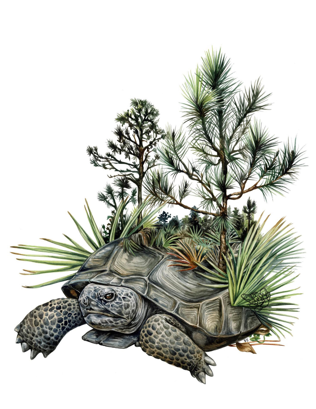 Original Gopher tortoise